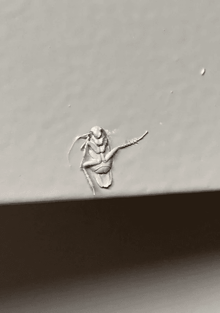 Overpainted cockroach indicating bad renovation